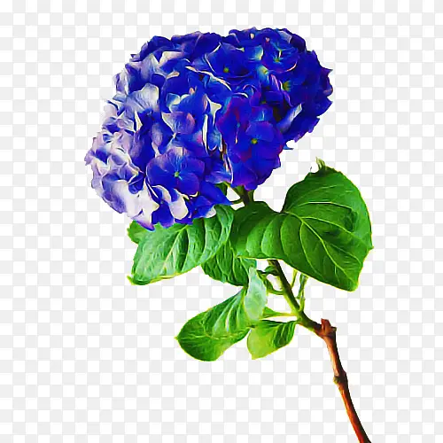 采购产品花 开花植物 蓝色