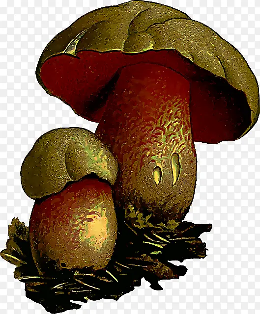 牛肝菌 蘑菇 香菇