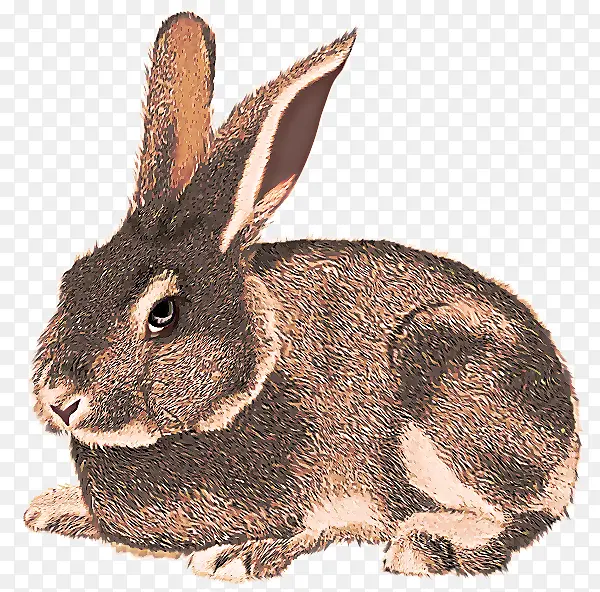 兔子 家养兔子 山棉尾巴