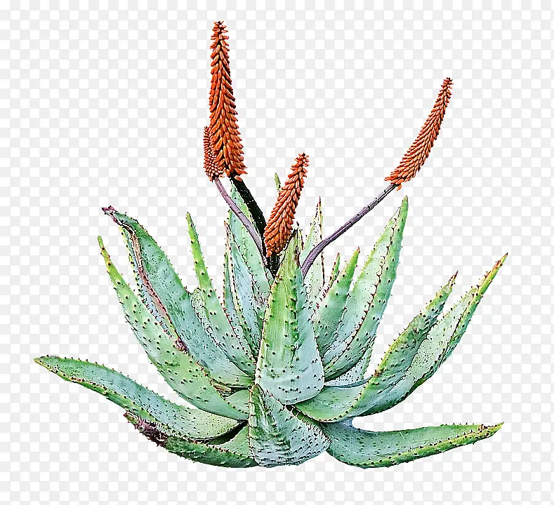 采购产品芦荟 植物 花