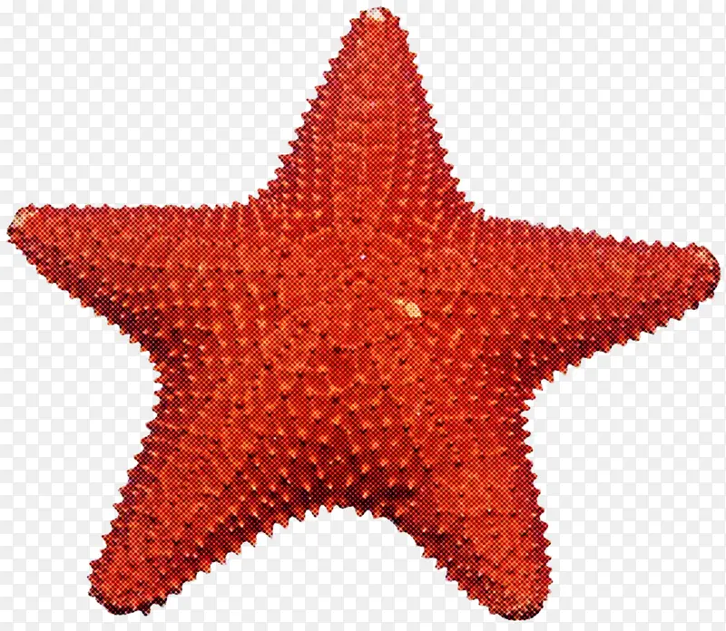 海星 海洋无脊椎动物 恒星