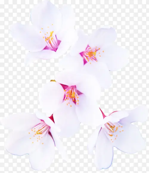 花瓣 白色 花朵