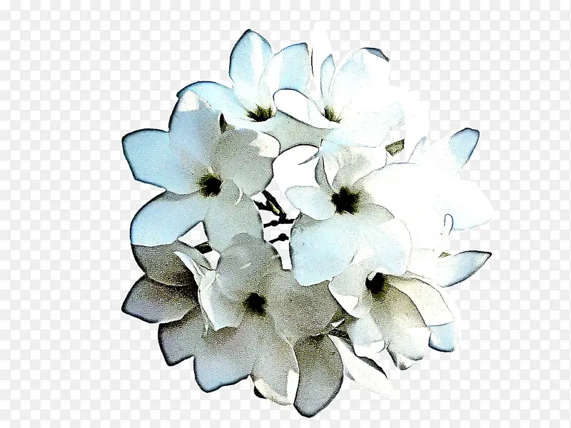 白色 花瓣 花朵