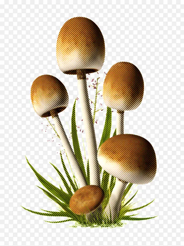 蘑菇 草 食用菌