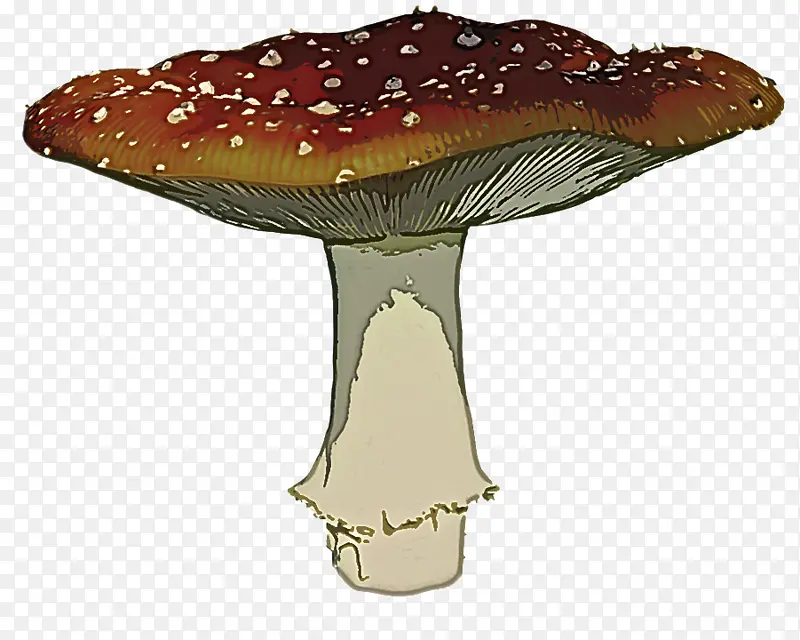 木耳 蘑菇 药用蘑菇