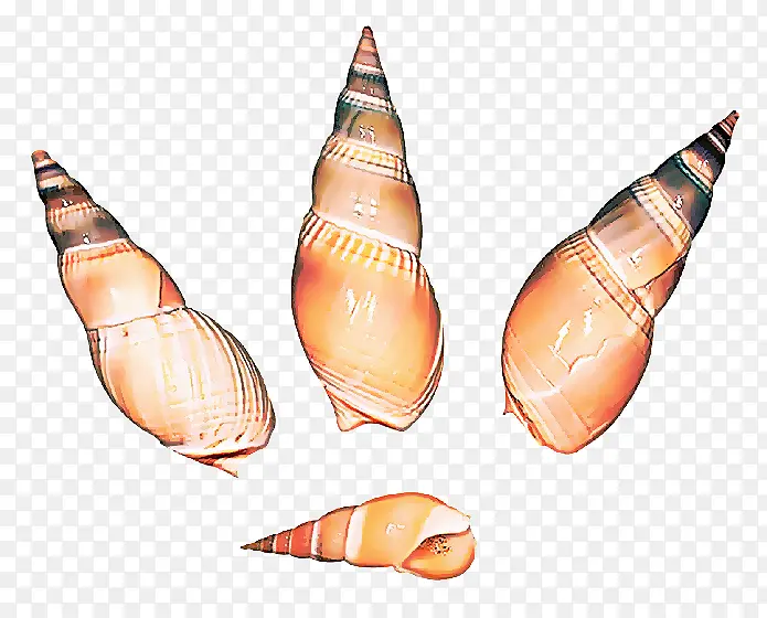 海螺 山楂 铅笔