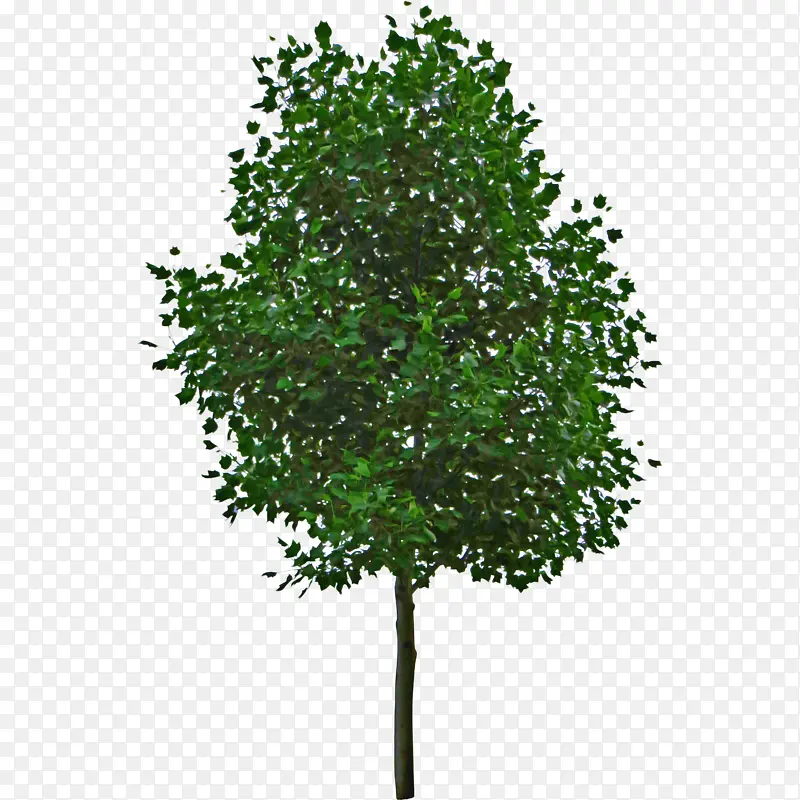 树木 植物 绿色