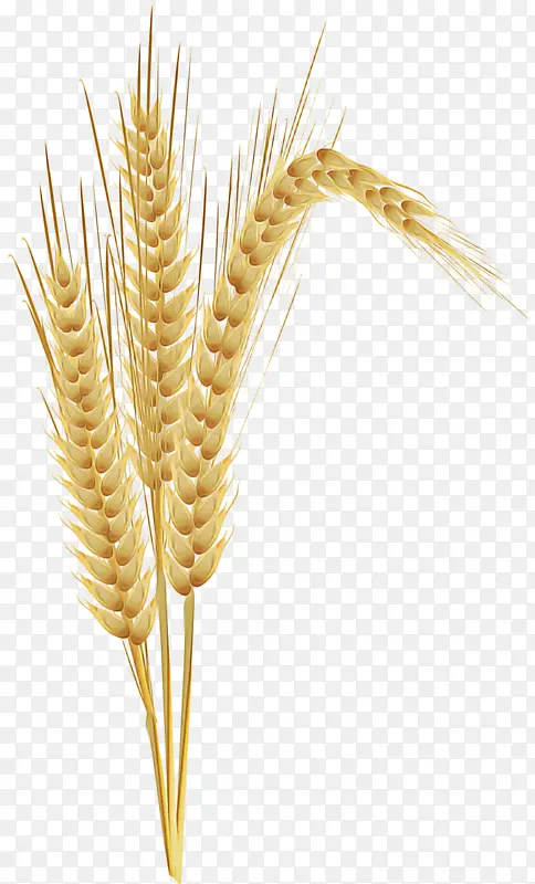 小麦 食用谷物 禾本科
