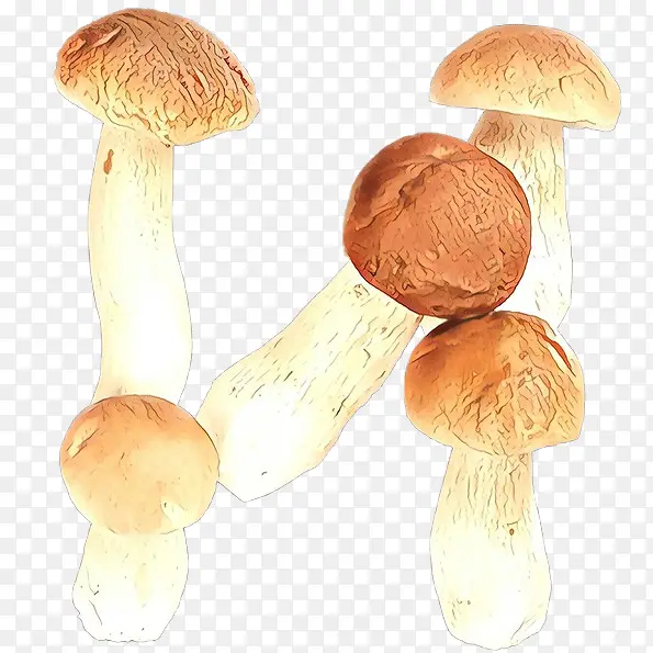 卡通 蘑菇 蘑菇科