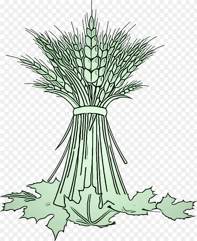 植物 白松 树