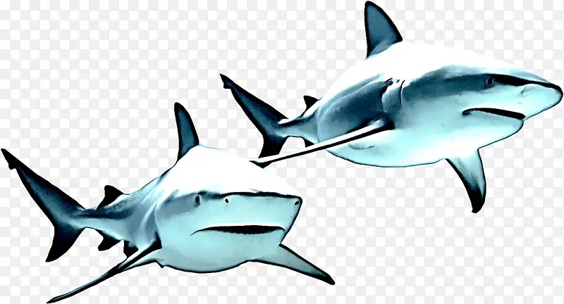 鱼 鲨鱼 条状目