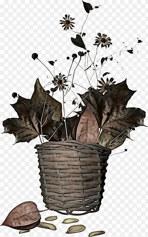 花 叶 花盆