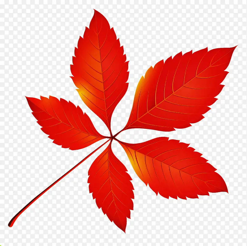 叶子 红色 植物