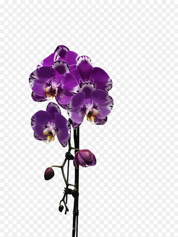 花卉 开花植物 紫罗兰