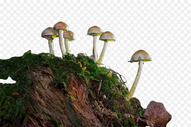 蘑菇 自然景观 植物