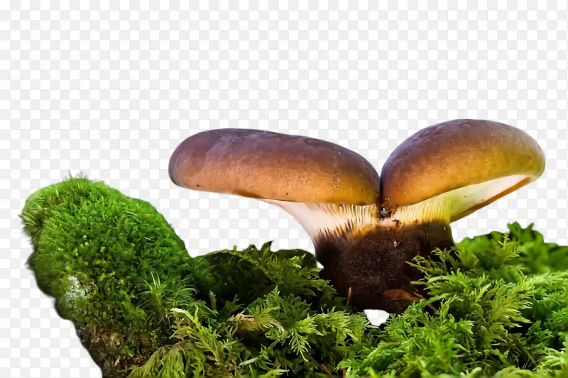 蘑菇 自然 食用菌
