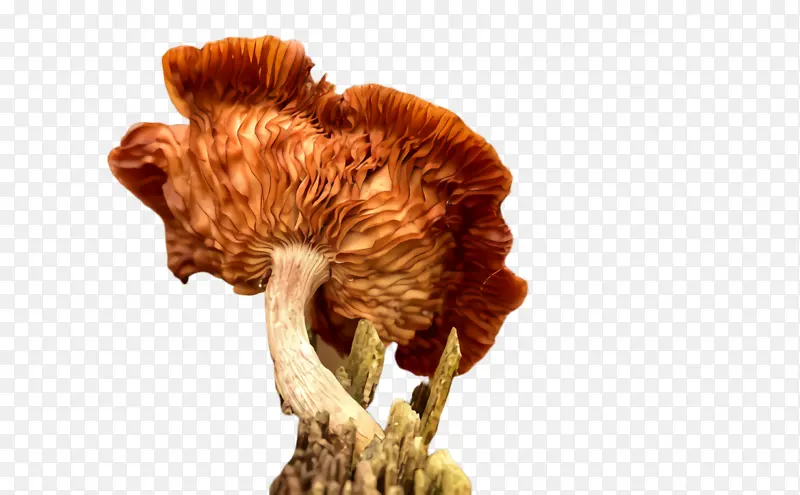 蘑菇 植物 真菌