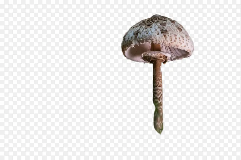 蘑菇 香菇 牛肝菌