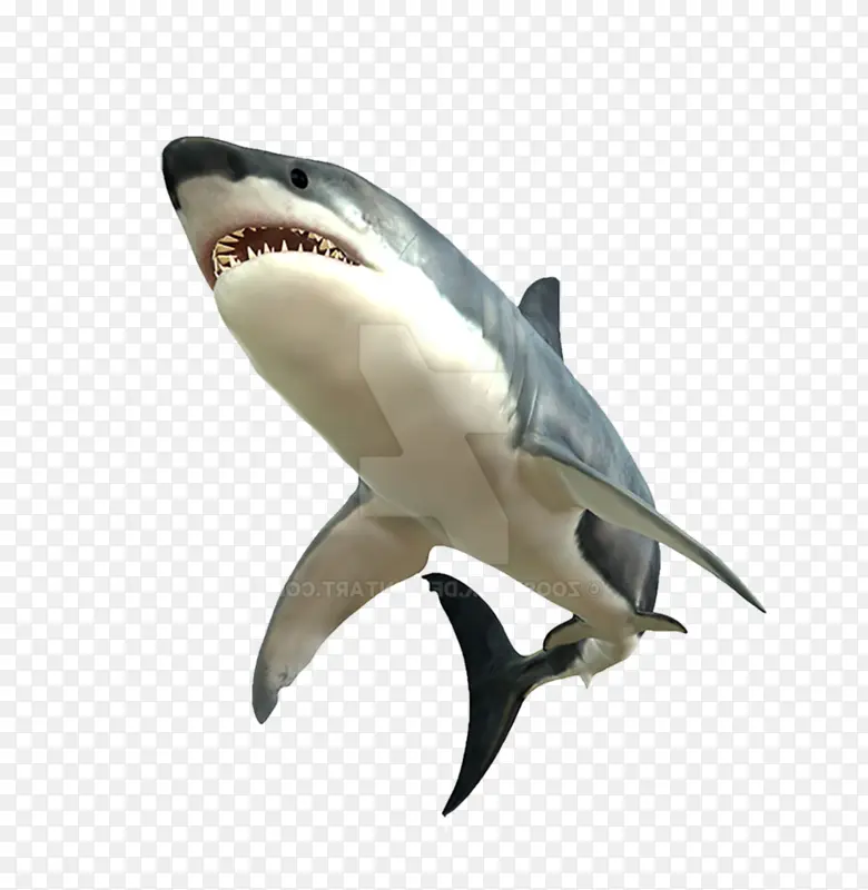 鲨鱼 鱼 大白鲨