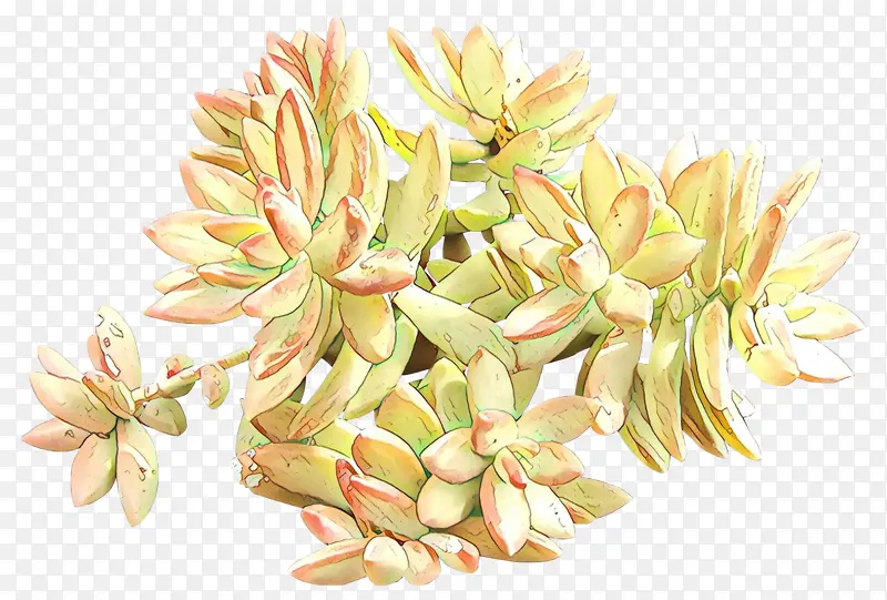卡通 花卉 植物