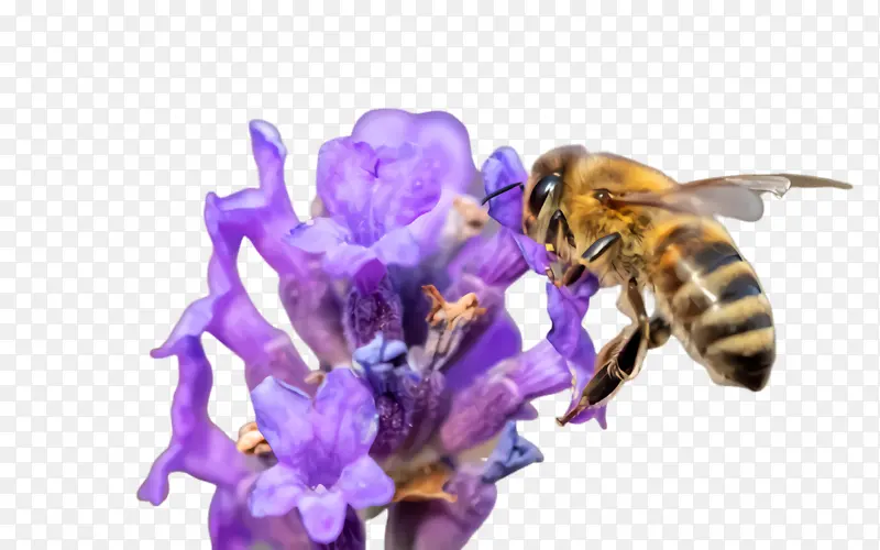 蜜蜂 昆虫 花