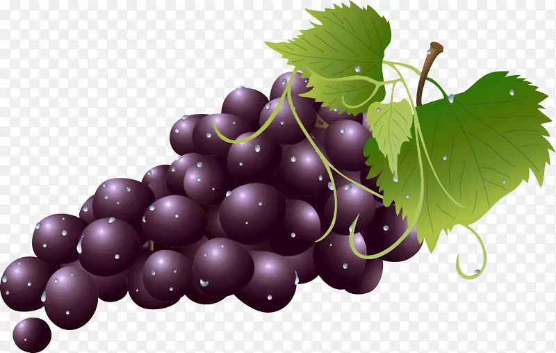 采购产品葡萄 葡萄叶 水果