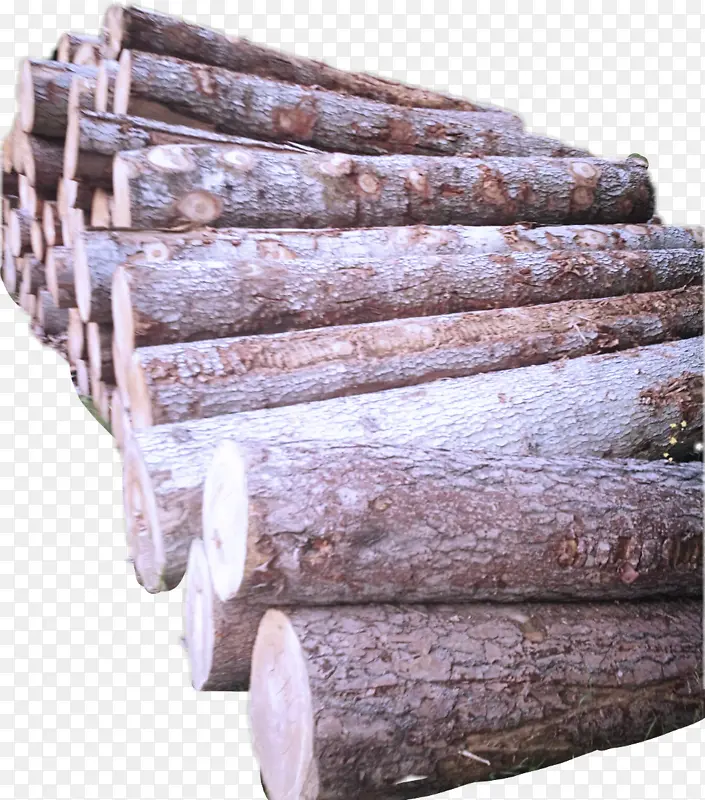 木材 棕色 树木