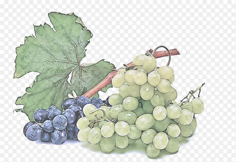 采购产品葡萄 葡萄叶 无籽水果