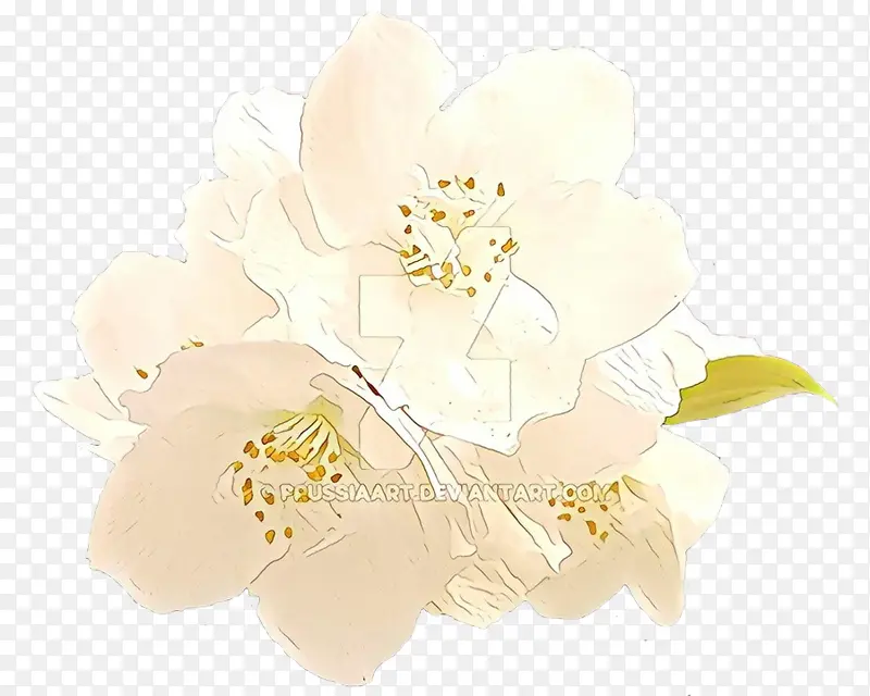 卡通 白色 花朵