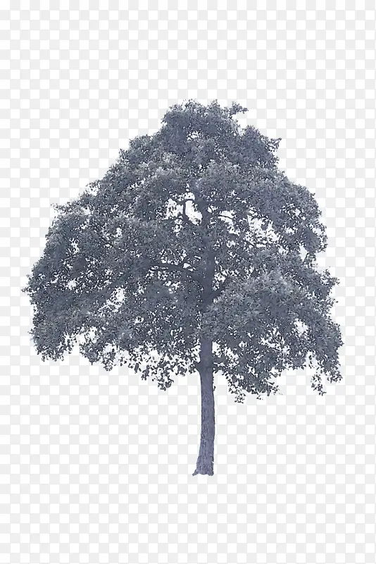 树木 木本植物 植物