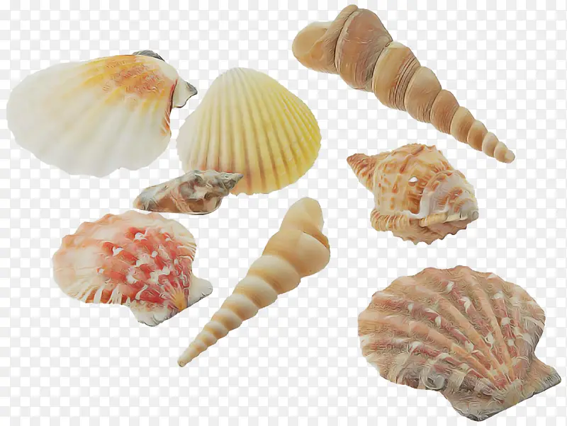 贝壳 海螺 双壳类