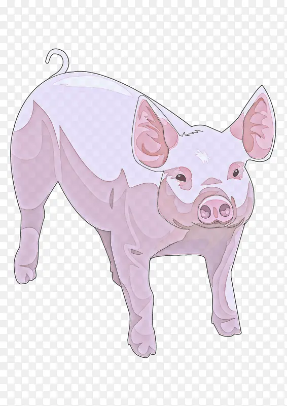 家猪 猪科 粉色