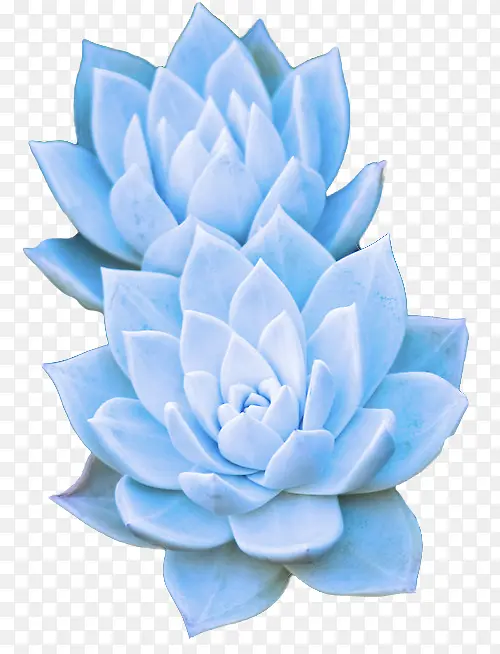 蓝色 石蒜属 花