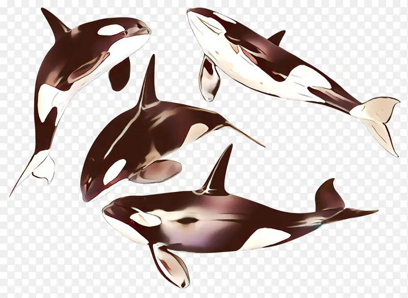 卡通 海豚 海洋哺乳动物