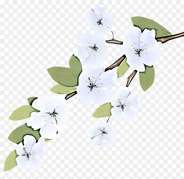 花 树枝 花瓣