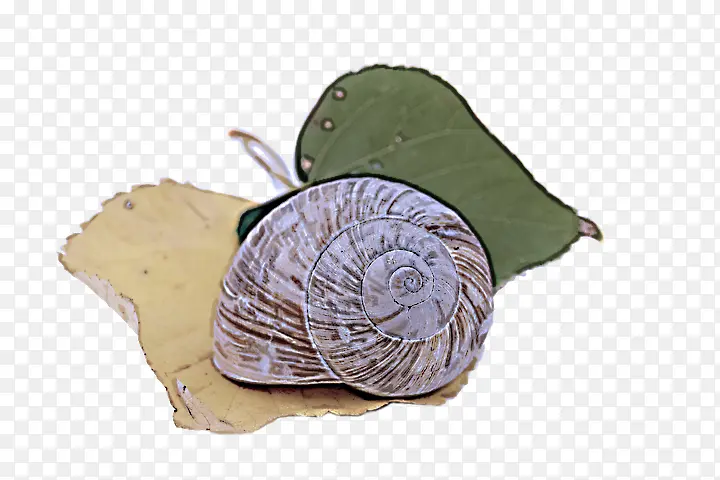 蜗牛 卷心菜 蜗牛和蛞蝓