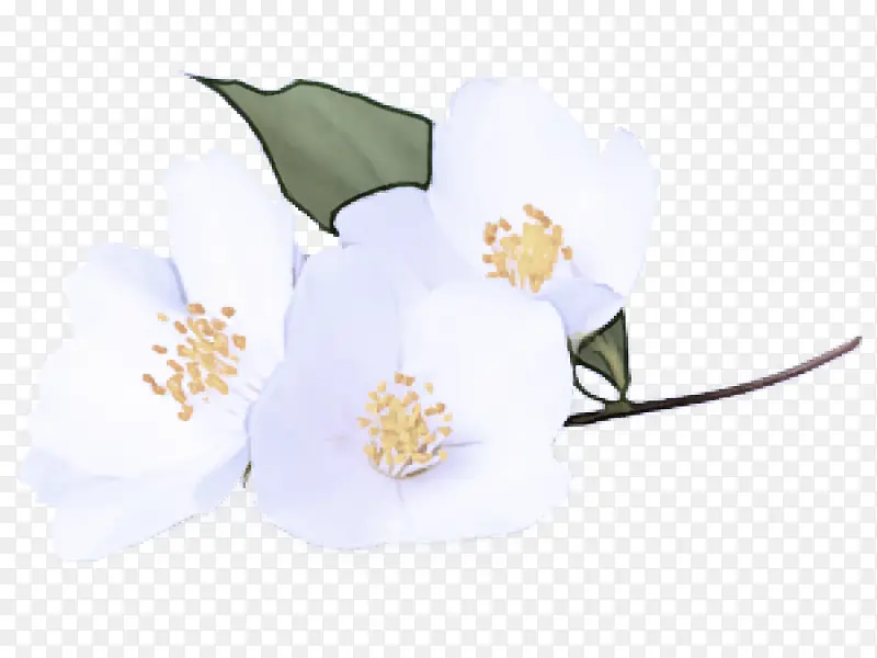 白色 花 植物