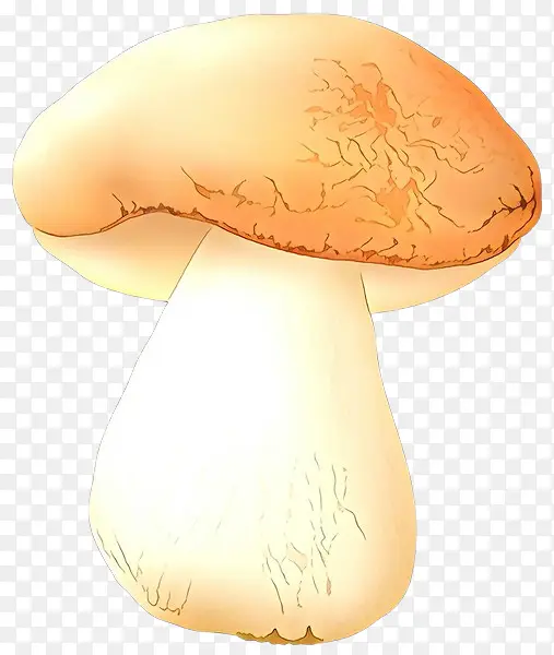 卡通 蘑菇 蘑菇科