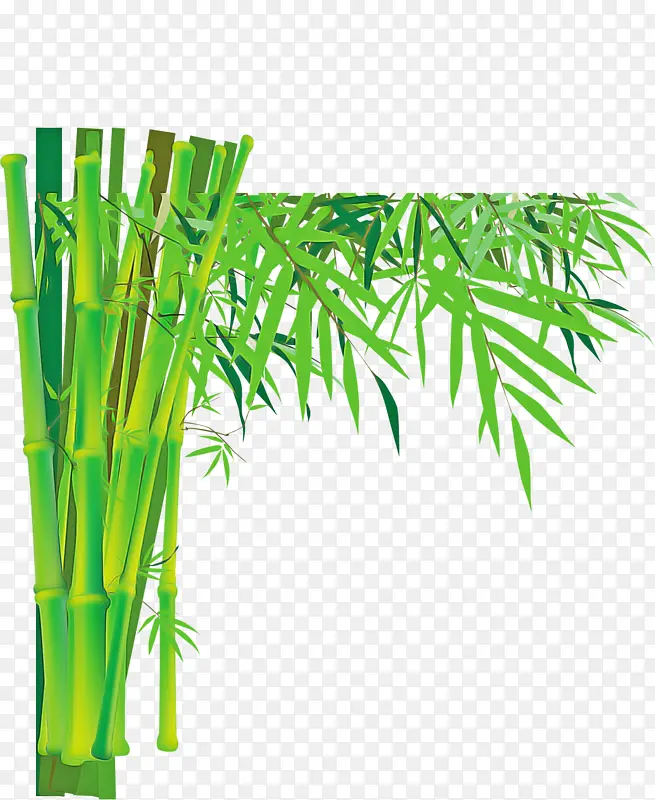 绿色 竹子 植物