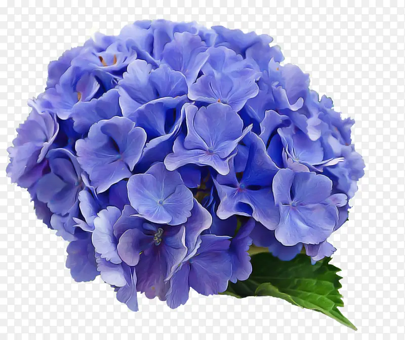 花 开花植物 蓝色