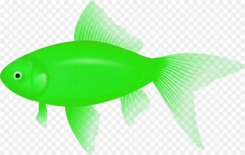 绿色 鱼 鳍
