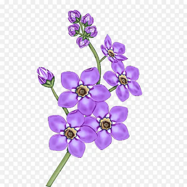 采购产品开花植物 花 紫罗兰