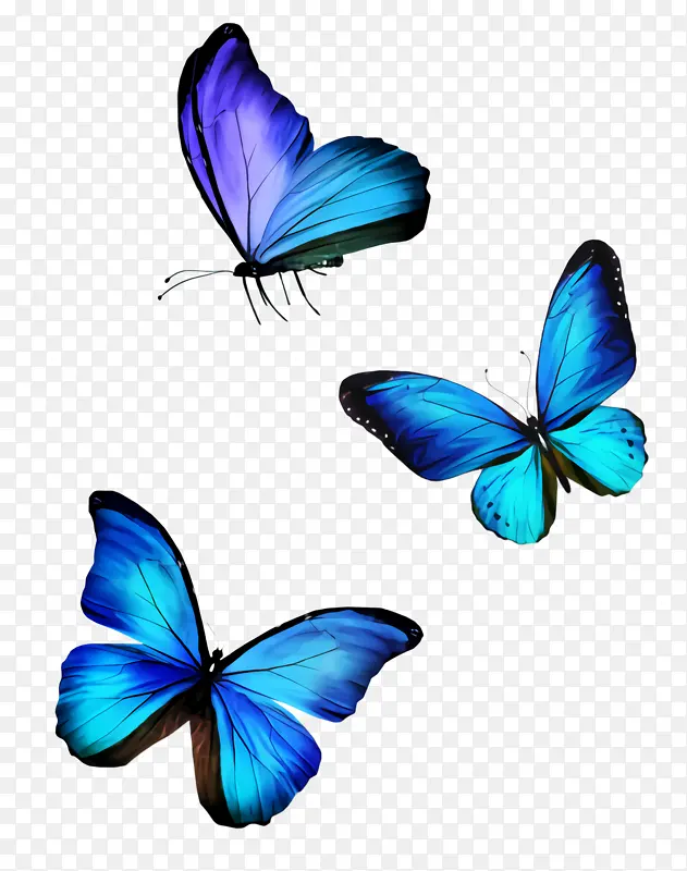 蝴蝶 昆虫 蓝色