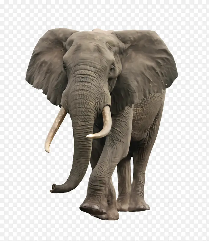 大象 大象和猛犸象 陆生动物