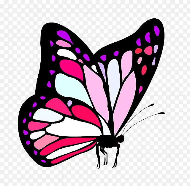 蝴蝶 粉红色 飞蛾和蝴蝶