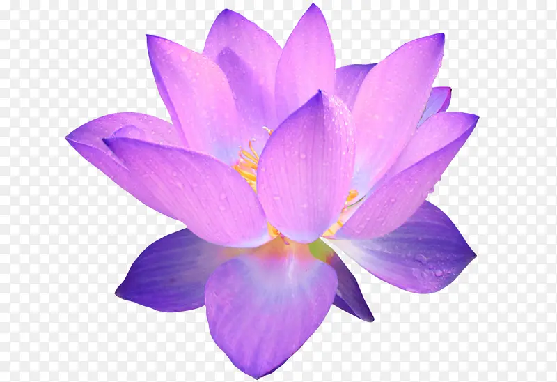 花瓣 花朵 紫色