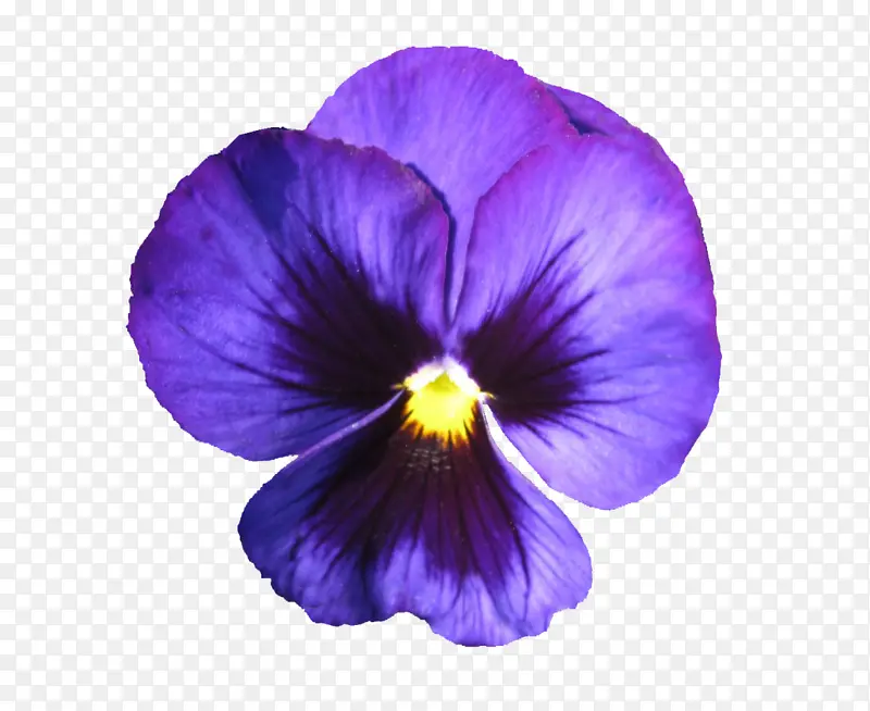开花植物 紫罗兰 花