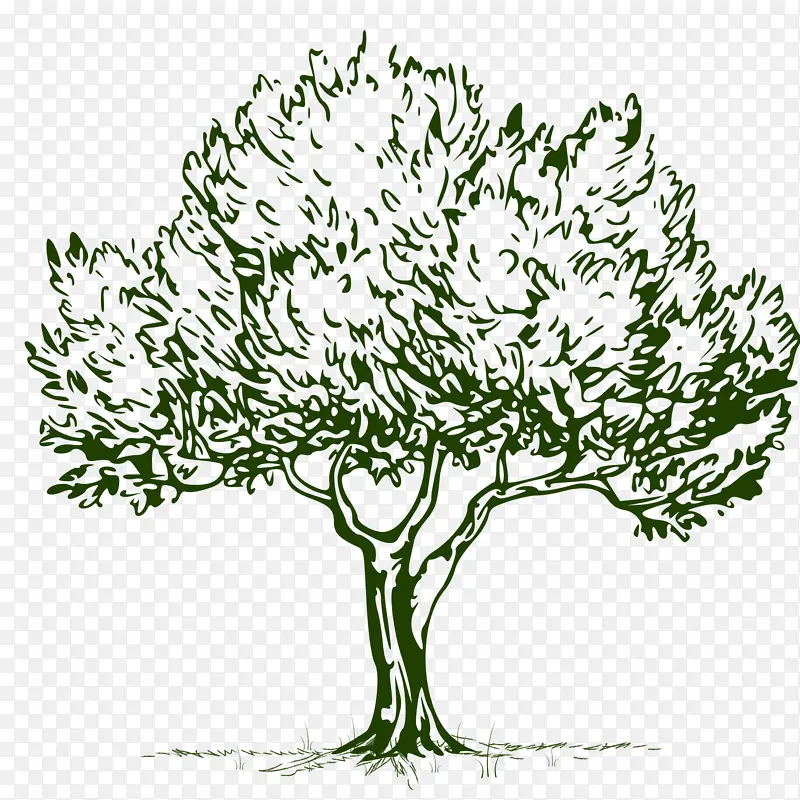 线条艺术 树木 植物