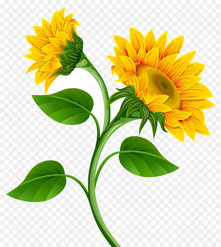 花 开花植物 黄色