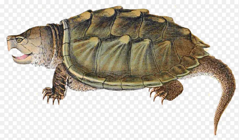 乌龟 池塘龟 爬行动物